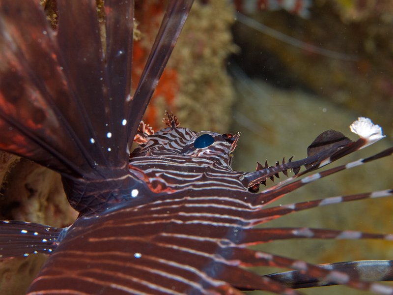 Lion Fish, Batee Gla